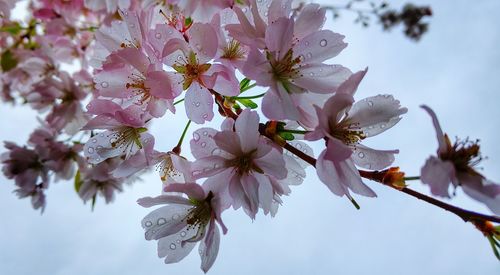 Low angle view of cherry blossoms in spring