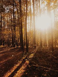 Sunlight streaming through trees in forest