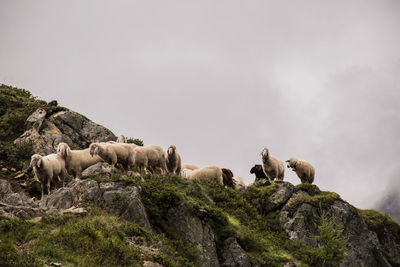 Low angle view of animal on rock against sky