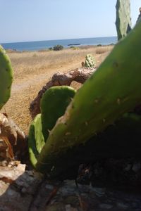 Close-up of cactus by sea against clear sky