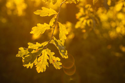 Close-up of leaves against blurred background