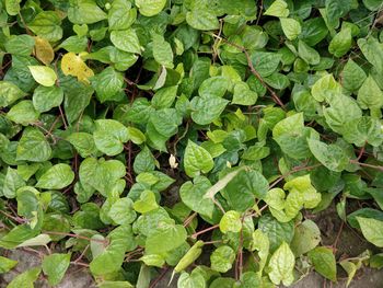 High angle view of green leaves on plant at field