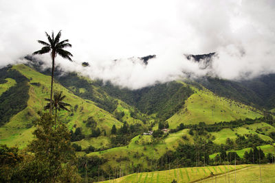 Scenic view of trees on field against sky