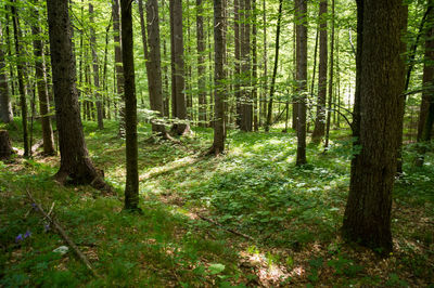 View of pine trees in forest