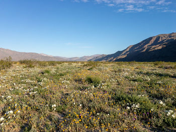 Scenic view of grassy field against blue sky