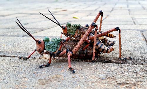 Close-up of insect