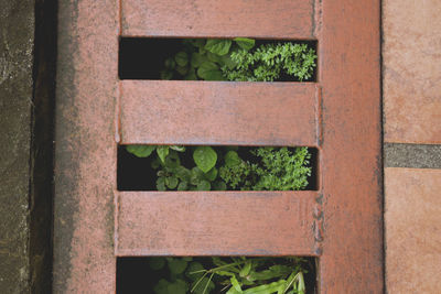 Directly above shot of plants growing in sewage