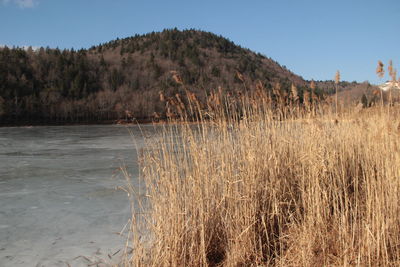 Plants growing on land against sky