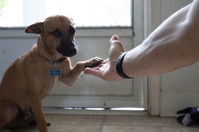 Low section of man holding dog at home
