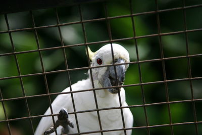 Close-up of bird in cage