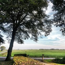 Scenic view of grassy field against sky