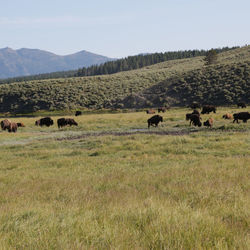 Flock of sheep grazing in field