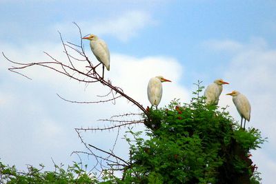 Low angle view of birds perching on tree