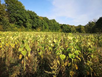 Scenic view of field against sky