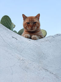 Portrait of a cat on wall