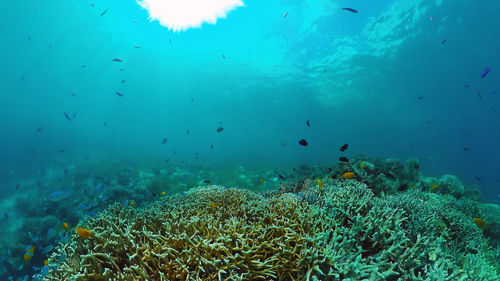 View of fish swimming underwater