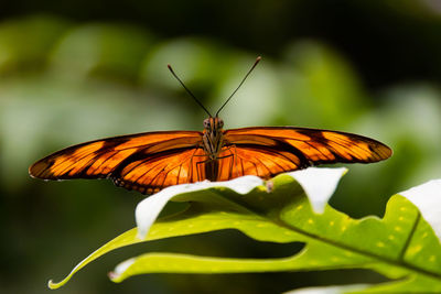 Butterfly glowing wings 