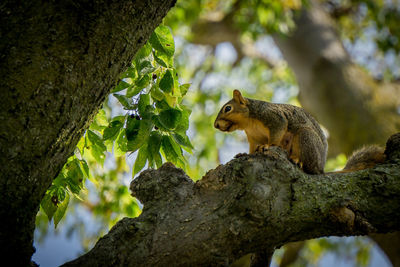 Low angle view of squirrel sitting on tree