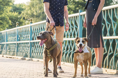 Low section of friends with dogs standing on bridge