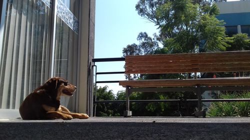 Dog looking through window