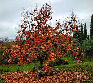 Trees and plants in park during autumn