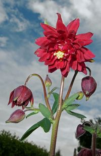 Close-up of red flower