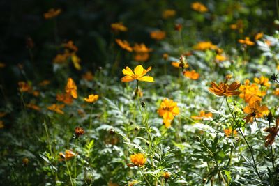 Close-up of orange flowering plants