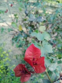 Close-up of red flowers