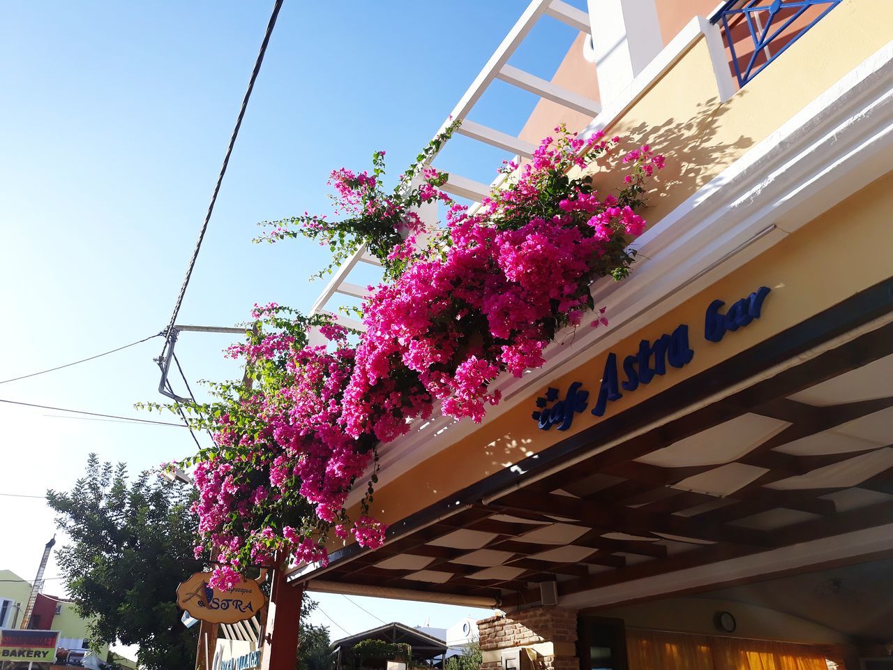 LOW ANGLE VIEW OF PINK FLOWERING PLANTS AGAINST BUILDING