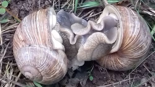 Close-up of mushrooms