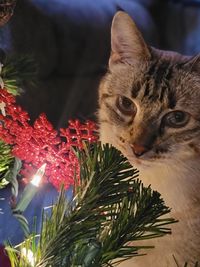 Close-up of a cat with christmas tree