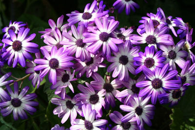 Close-up of purple flowers