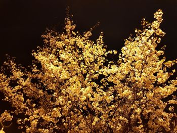 Low angle view of flowering plants against clear sky at night