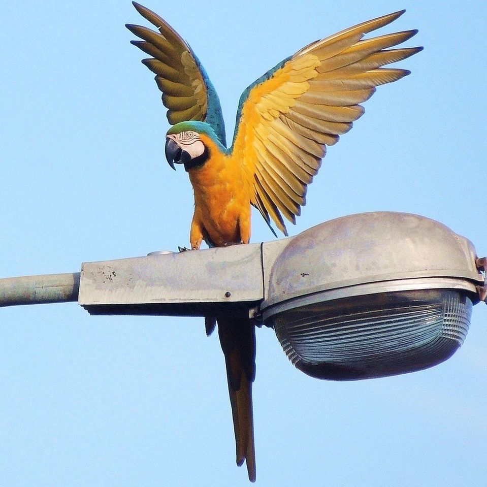 LOW ANGLE VIEW OF PARROT PERCHING ON TREE AGAINST CLEAR SKY