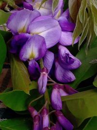 Close-up of purple flowers