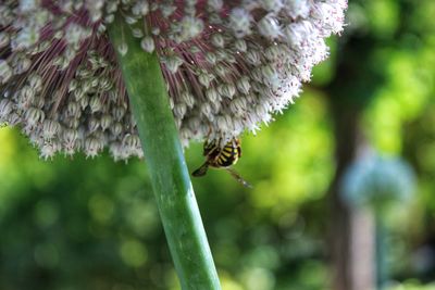 Close-up of bee pollinating flower