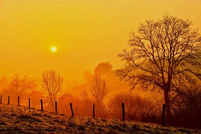 Bare trees on field against sky during sunset