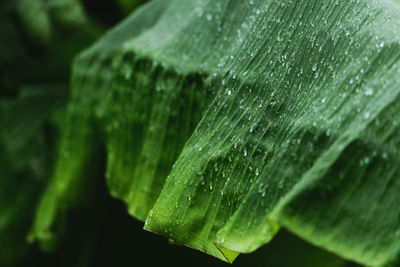 Close-up of wet leaves