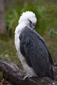 Close-up of bird perching on wood