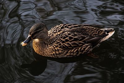 High angle view of mallard duck swimming in lake