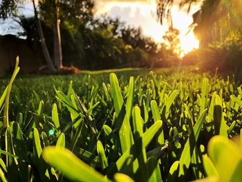 Close-up of grass growing on field