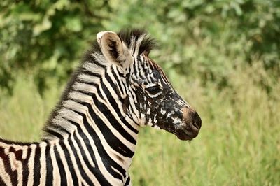 animal