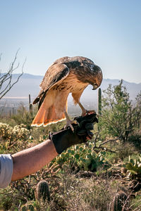 Close-up of owl against clear sky