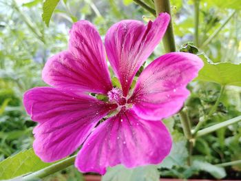 Close-up of pink flower and leaves