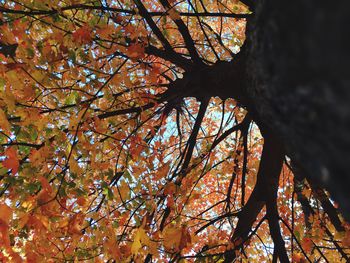 Low angle view of trees against sky
