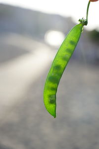 Close-up of green leaf