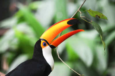 Close-up of bird perching on leaf