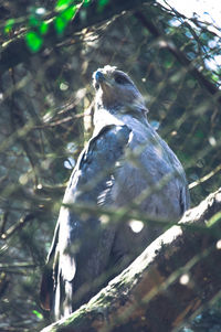 Bird perching on a tree