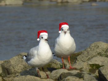 Seagulls perching on rock