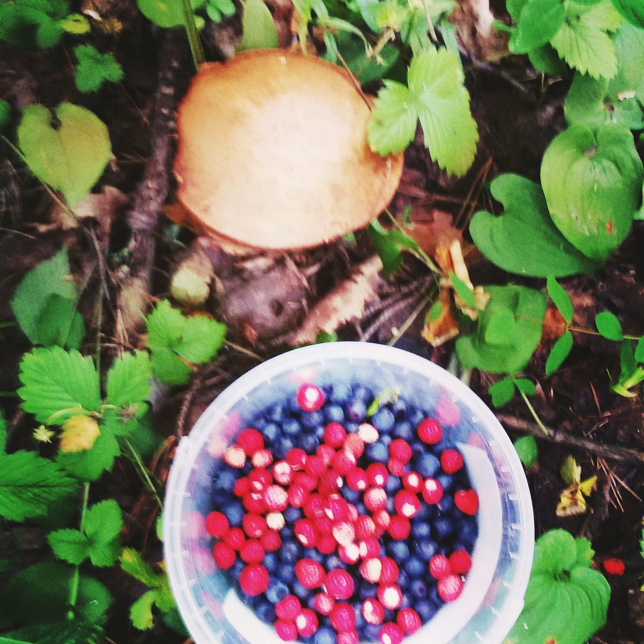 food and drink, food, healthy eating, fruit, freshness, high angle view, leaf, vegetable, still life, close-up, green color, directly above, ripe, bowl, growth, red, plant, organic, no people, nature